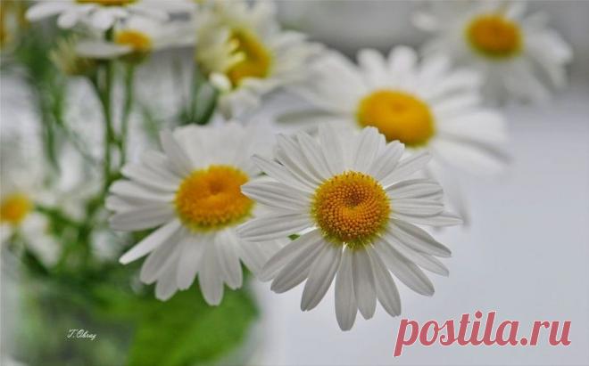 Ромашки