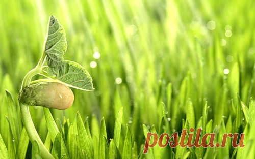 Как увеличить биодоступность продуктов, или новая стратегия здоровья Наверное, сегодня самая важная характеристика продуктов для оптимальной стратегии здоровья – это биодоступность. Другими словами, способность питательных веществ из какого-либо продукта легко усваиваться в нашем организме. Это на самом деле очень сложный процесс, зависящий от качества самого продукта; степени его зрелости; способа приготовления; биохимической возможности нашего организма расщеплять этот п...