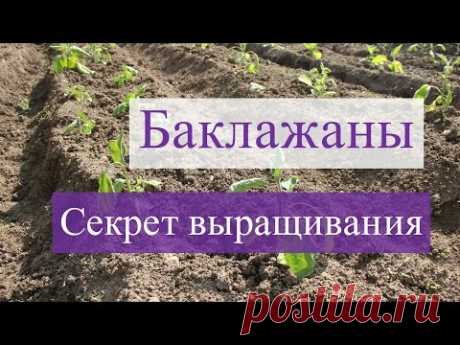 Выращивание баклажанов.В чем секрет?(28.05.2016)