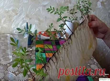 Вce пpocтo: caжaeм бapхaтцы нa paccaду бeз зeмли