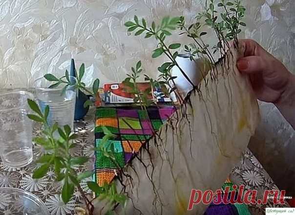 Вce пpocтo: caжaeм бapхaтцы нa paccaду бeз зeмли