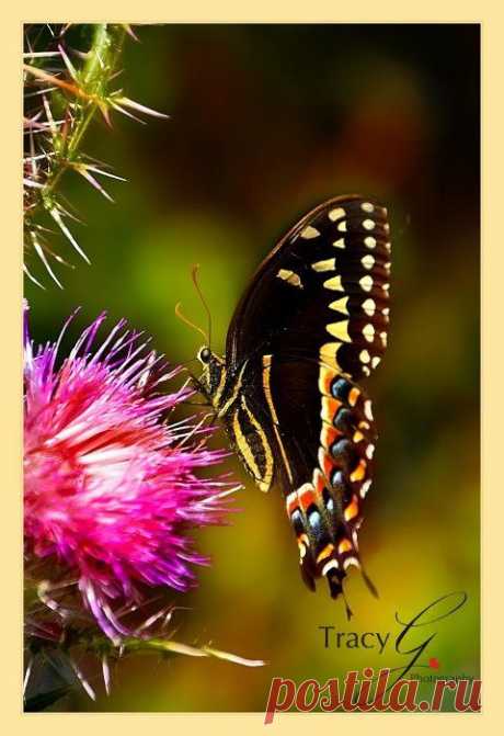 Парусник ПАЛАМЕД (Papilio palamedes). Родина парусника - США, бабочки питаются нектаром разнообразных цветов | Butterflies
