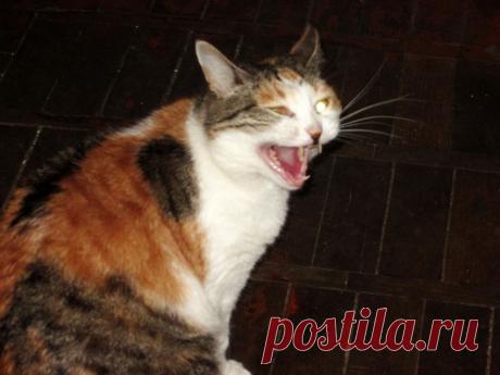 Полундра! Свистать всех наверх! Люди ушли, можно поиграть.