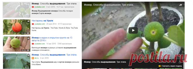 Инжир. Способы выращивания. Три этапа. — Яндекс.Видео