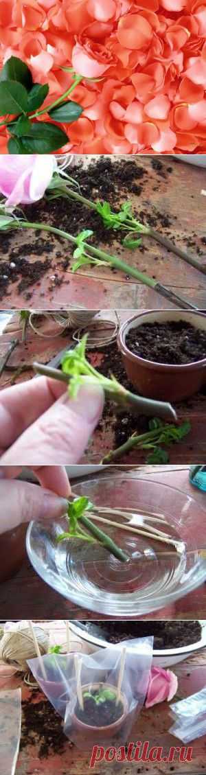 Выращивание розы из букета.