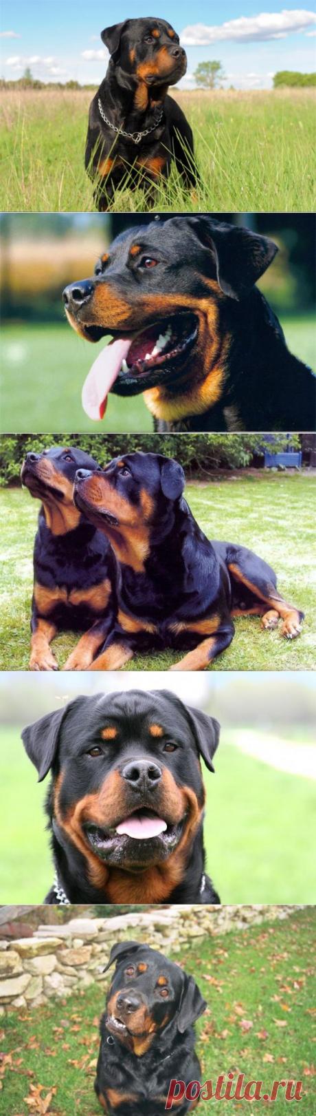 ротвейлер отличный пёс — Воротила