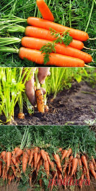 (+1) тема - 14 советов по морковному урожаю | 6 соток