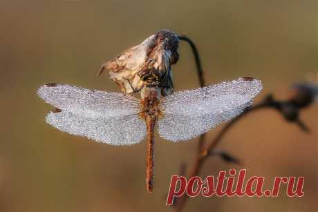 35PHOTO - Вадим Трунов -Попрыгунья Стрекоза лето красное ...