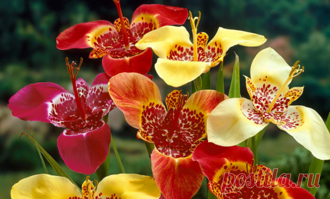 Тигридия – невероятная красота!