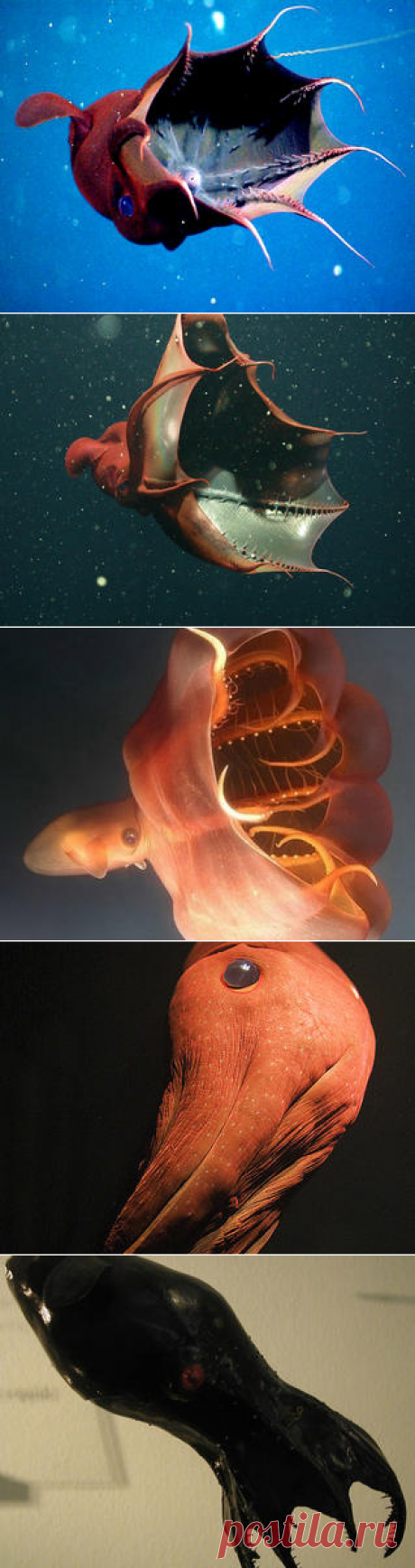 Смотреть изображения адских вампиров | Зооляндия