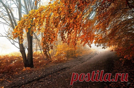 Осенний лес в просторах Моравии, Чехия… Фотограф Янек Седлар (Janek Sedlar) — Фотоискусство