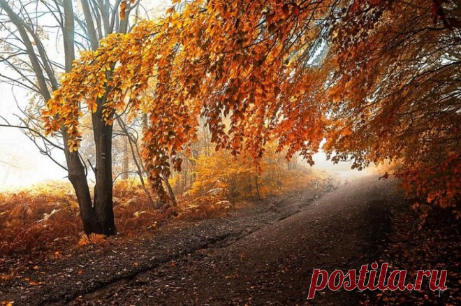 Осенний лес в просторах Моравии, Чехия… Фотограф Янек Седлар (Janek Sedlar) — Фотоискусство