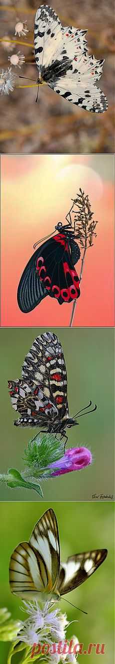 Zerynthia cerisy by Peter Schwarz | Butterflies