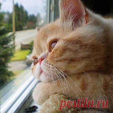 Думу думаю!