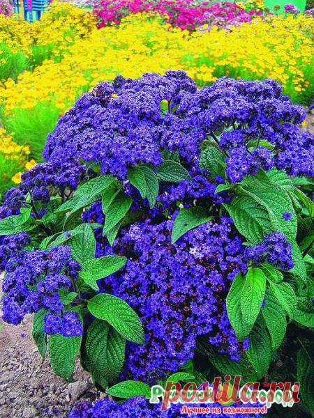 Семена. Цветы. Гелиотроп 