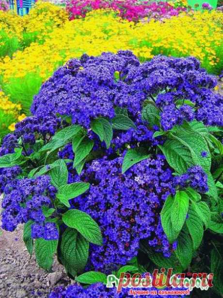 Семена. Цветы. Гелиотроп "Морской бриз" (50 штук) в г. Фрязино . Цена 23,00 руб. | Семена