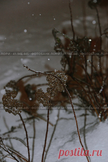 Close-up of frozen plant in cold snowy winter evening Стоковое фото, фотограф Ilaronsia / Фотобанк Лори