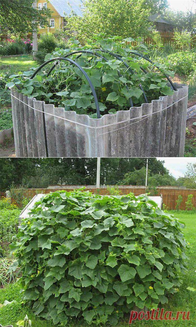 Интересные самоделки: Куб для огурцов