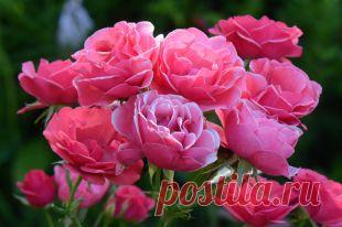 Придворные хлопоты. Как ухаживать за розами в начале лета