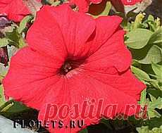 Петуния. Виды и сорта петунии - Садовые цветы и растения. Florets.ru