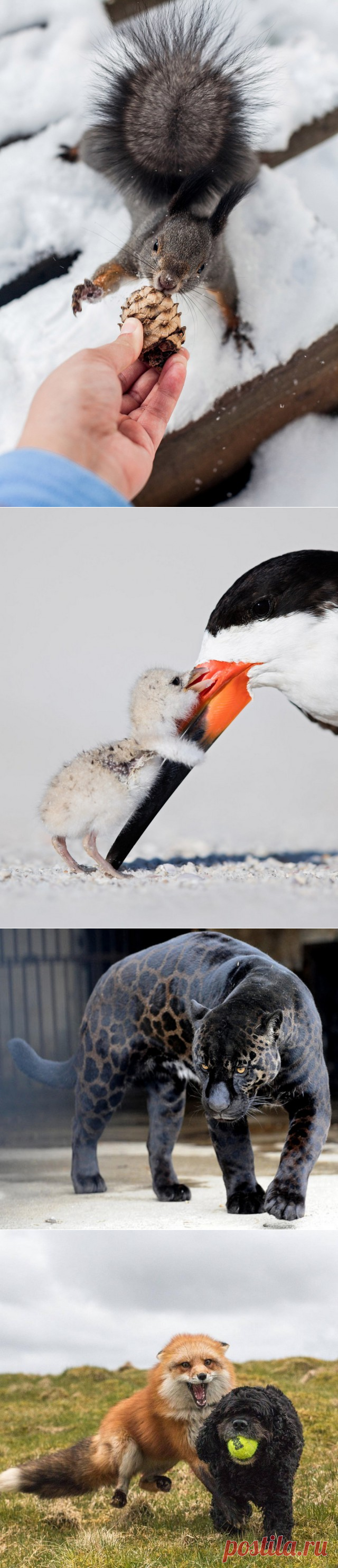 Подборка интересных и веселых картинок - ЯПлакалъ