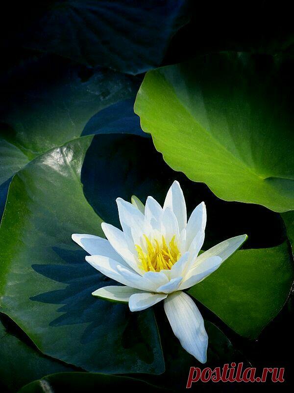 Пин на доске peinture