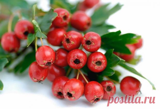 Лечение настойкой боярышника: приготовление и применение.