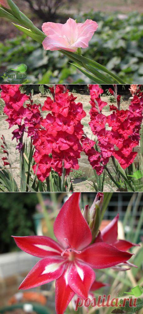 Гладиолусы - гибриды, посадка и уход
