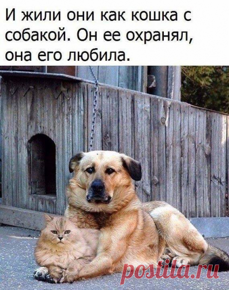 25 веселых мыслей в картинках для хорошего настроения на весь день