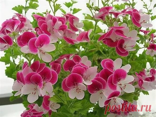 купить крылья ангел пеларгония ампельная: 1 тыс изображений найдено в Яндекс Картинках