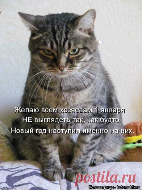 Дежурный на столе (котоматрица) | Обхохочешься