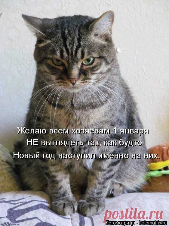 Дежурный на столе (котоматрица) | Обхохочешься
