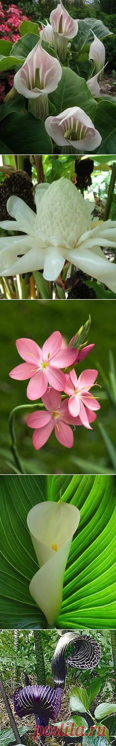 (77) в pinterest • каталог мира идей