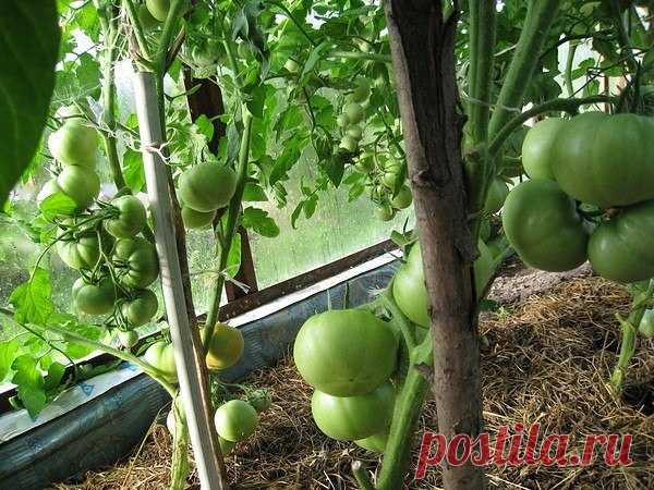 Ошибки, снижающие урожай томатов