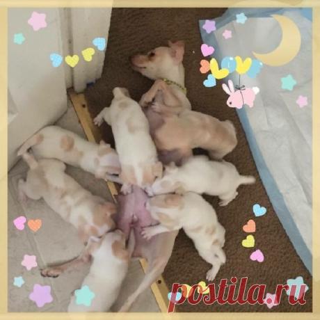 Такие заботливые мамы: Фотографии животных, которые немного устали от своих детёнышей