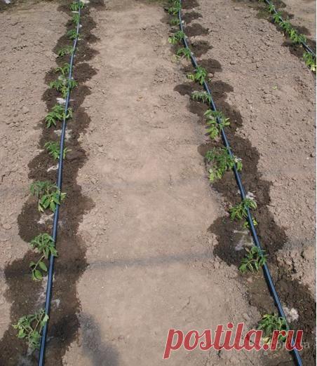 КАК СДЕЛАТЬ ПРОСТЕЙШИЙ КАПЕЛЬНЫЙ ПОЛИВ ИЗ БОЧКИ. | Самоцветик