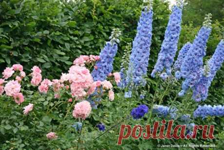 Что посадить рядом с розами? | Розы (Огород.ru)