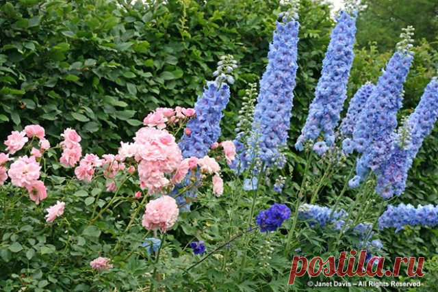 Что посадить рядом с розами? | Розы (Огород.ru)