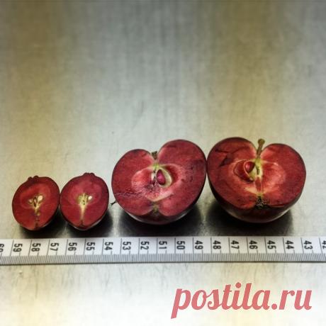 Самые необычные сорта яблок