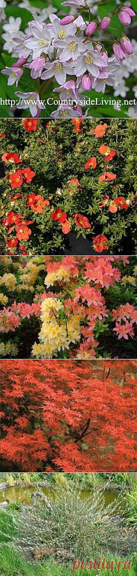 ДЕКОРАТИВНЫЕ КУСТАРНИКИ | Самоцветик