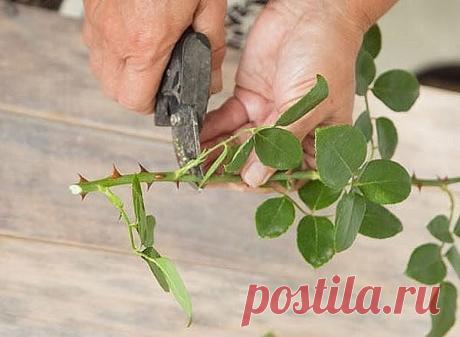 КАК БЕСПЛАТНО РАЗДОБЫТЬ ЦВЕТЫ ДЛЯ ДАЧИ И ПРАВИЛЬНО ИХ РАЗМНОЖИТЬ
Сохраните, чтобы не потерять!
Конечно, посадочный материал цветов можно купить. Но цены в садовых центрах нынче кусаются, особенно в этом году – евро подорожало, а с ним выросла и стоимость посадочного материал, ведь завозят его к нам из Европы. Но мы вздыхать горестно не будем, а лучше выясним, как обзавестись цветочками бесплатно.
А это на самом деле просто: многие из них размножаются черенками. Их можно по...