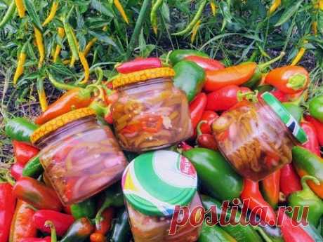 Готовлю на зиму 5-й год подряд / Муж в восторге / Маринованный острый перец