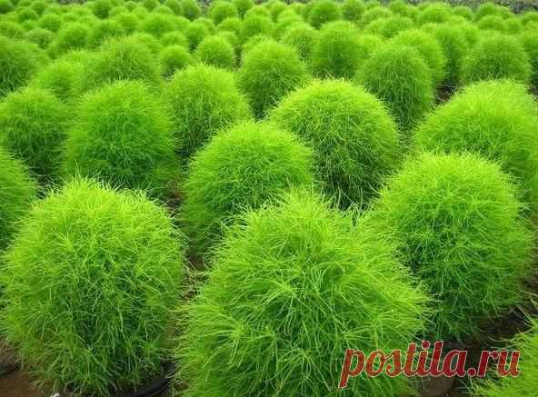 целозия фото цветов: 3 тыс изображений найдено в Яндекс.Картинках