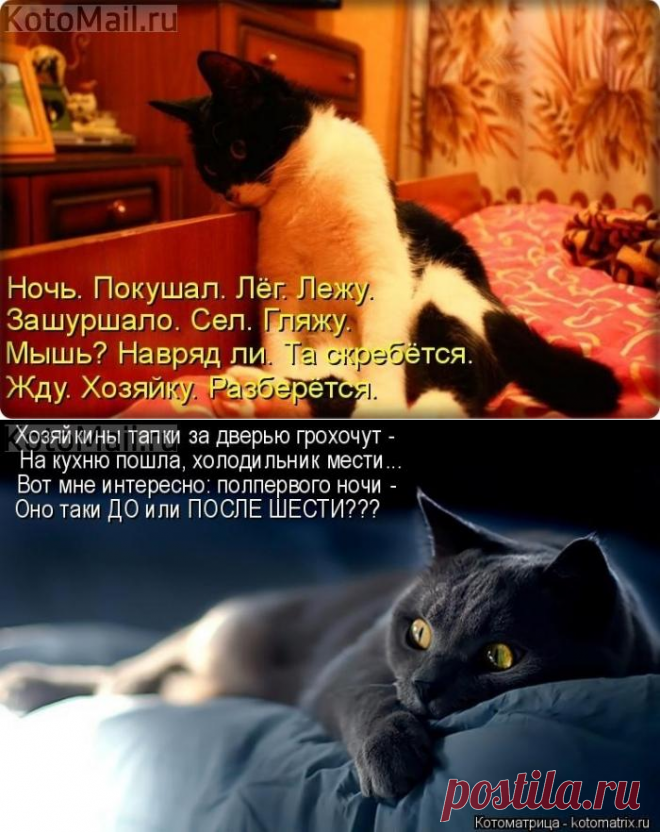 Мышелов... | KotoMail.ru