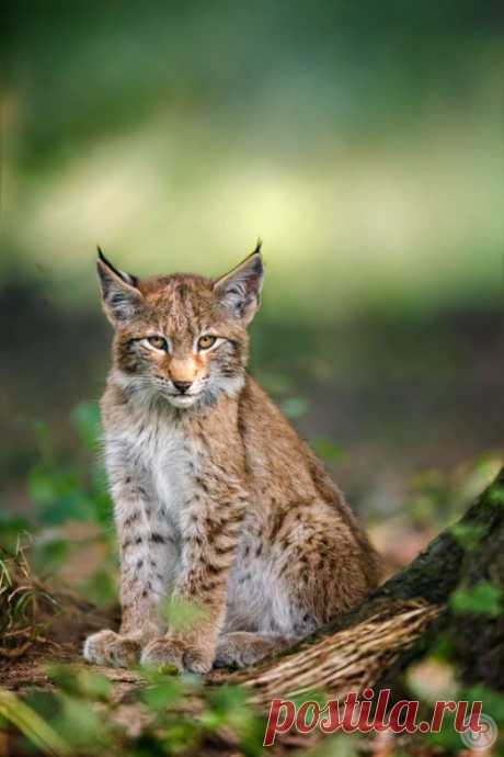 renamonkalou: i can look so bad ;-) | René... - The Endless Forest