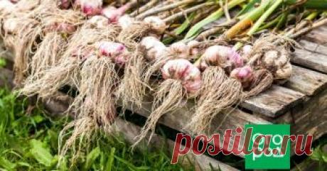 Конец июля – пора убирать озимый чеснок с грядки Древнее культурное растение, упоминавшееся еще в мифологии Древнего Египта и в христианской Библии, великолепная приправа, мощное антибактериальное и противогрибковое средство, иммуностимулирующий препарат – а вы выращиваете на своем участке чеснок обыкновенный?