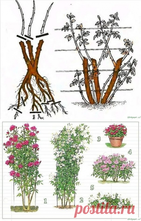 УХОД ЗА ПЛЕТИСТЫМИ РОЗАМИ