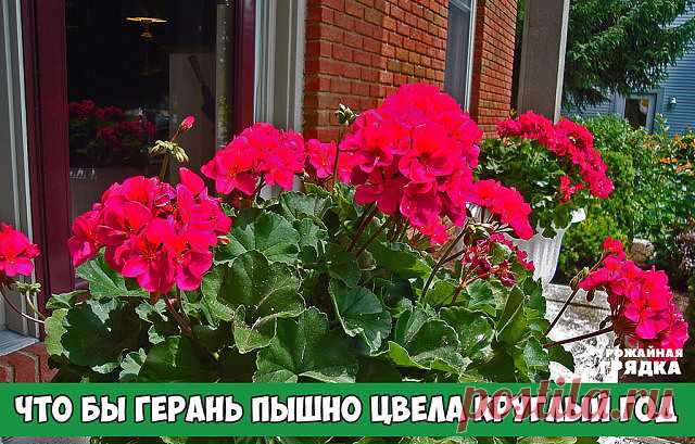Хотите что бы герань пышно цвела круглый год? ПОИТЕ ЕЕ БРАЖКОЙ! 

Цветение будет продолжаться практически круглый год! Растение станет мощным, сильным, практически не будет подвержено солнечным ожогам, будет легко переносить жару и не будет болеть. 

Состав эликсира очень прост и доступен: Вода - 2,7 л Дрожжи - 100 г Сахар - 0,5 стакана 

А вот, собственно, и сам рецепт: В трехлитровую банку залейте 2,6-2,7 литра отстоянной воды без хлора. Разведите в теплой воде дрожжи, п...