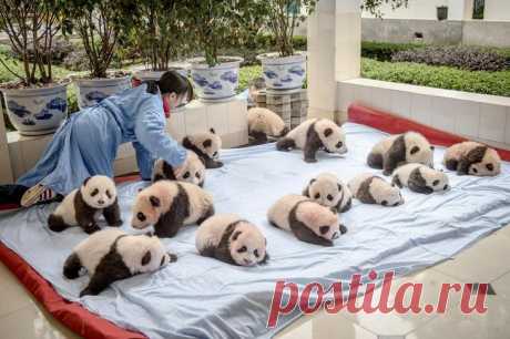 Как выращивают панд в провинции Сычуань Фотограф Эми Витале вместе с командой из PBS и National Geographic Television побывала в горной провинции Сычуань, чтобы рассказать, как выращивают панд, которых вот-вот отпустят на волю.

Панда остается неизменным символом Китая, но в то же время это редкий вид, который находится на грани вымиран