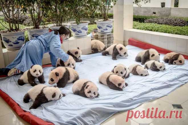 Как выращивают панд в провинции Сычуань